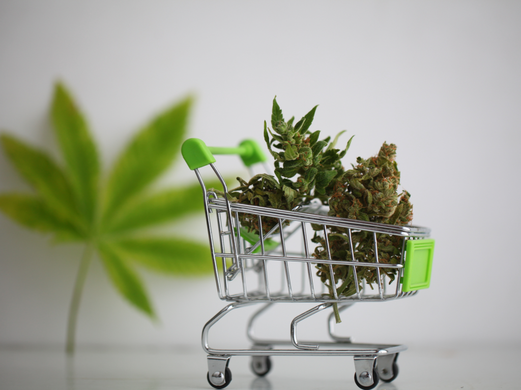 Cannabis in the Era of Commercialization